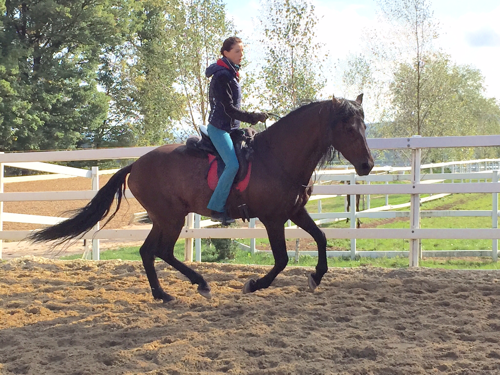 Halsringreiten